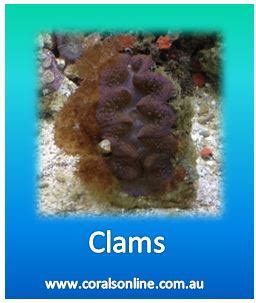 corals online log in.